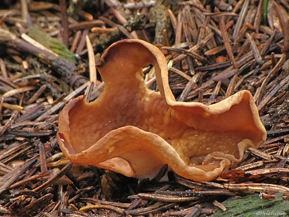 uško Otidea sp.