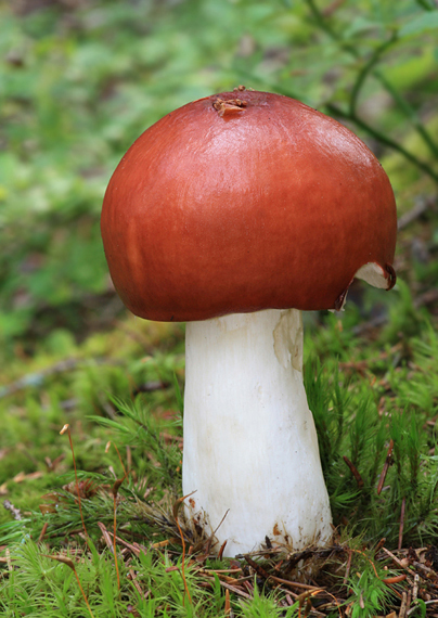 plávka jahodovočervená Russula paludosa Britzelm.