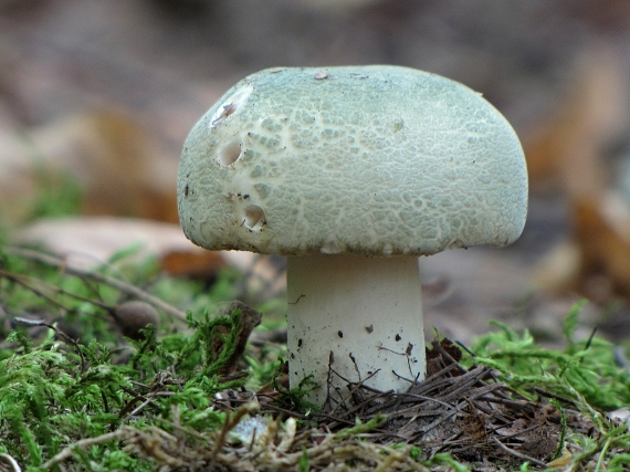 plávka zelenkastá-holubinka nazelenalá Russula virescens (Schaeff.) Fr.