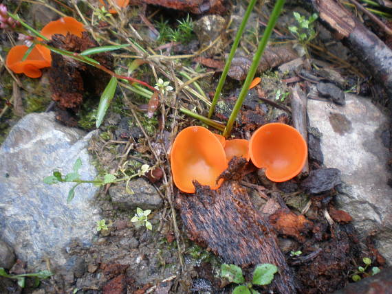 tanierovka oranžová Aleuria aurantia (Pers.) Fuckel