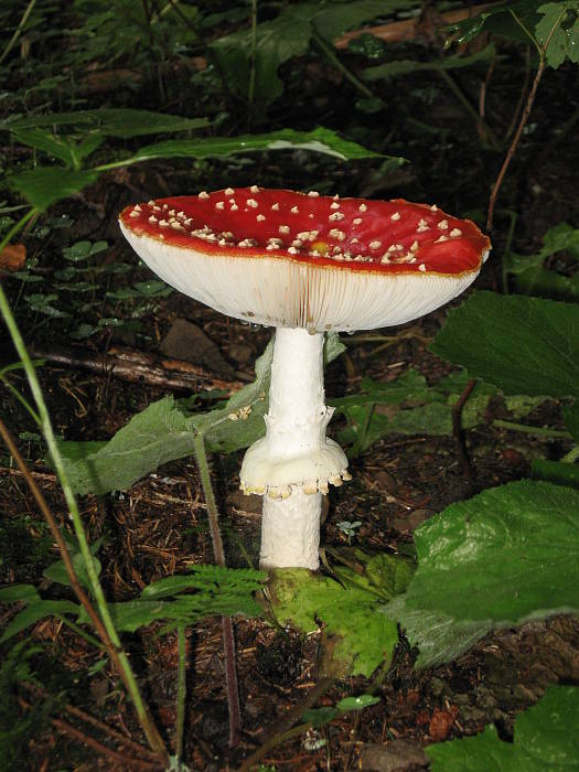 muchotrávka červená Amanita muscaria (L.) Lam.