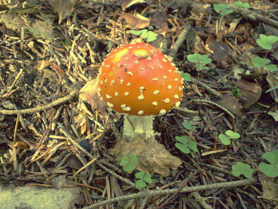 muchotrávka červená Amanita muscaria (L.) Lam.