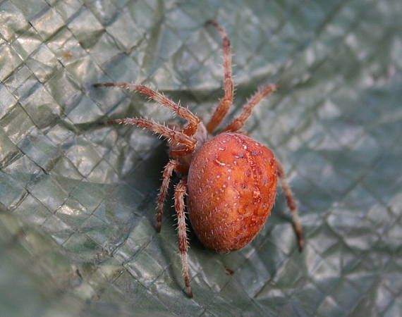 křižák obecný Araneus diadematus