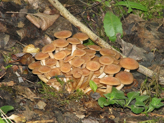 podpňovka bezprsteňová Armillaria socialis (DC.) Fayod