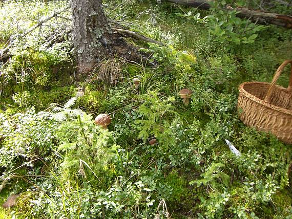 hríb smrekový Boletus edulis Bull.