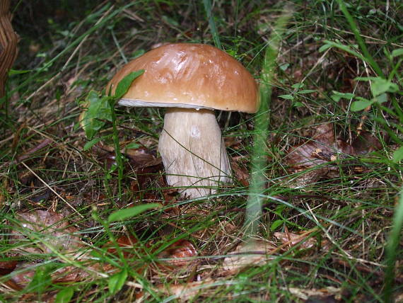 hríb smrekový Boletus edulis Bull.