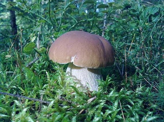 hríb smrekový Boletus edulis Bull.