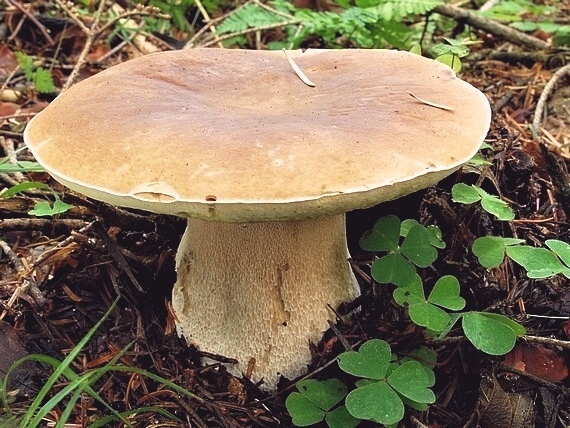 hríb smrekový Boletus edulis Bull.