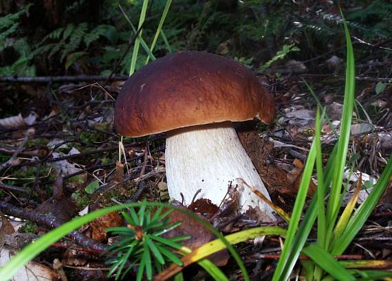 hríb smrekový Boletus edulis Bull.