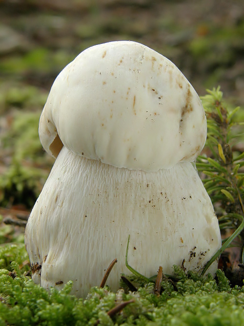 hríb smrekový Boletus edulis Bull.