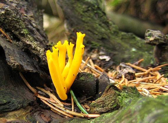 parôžkovec lepkavý Calocera viscosa (Pers.) Fr.