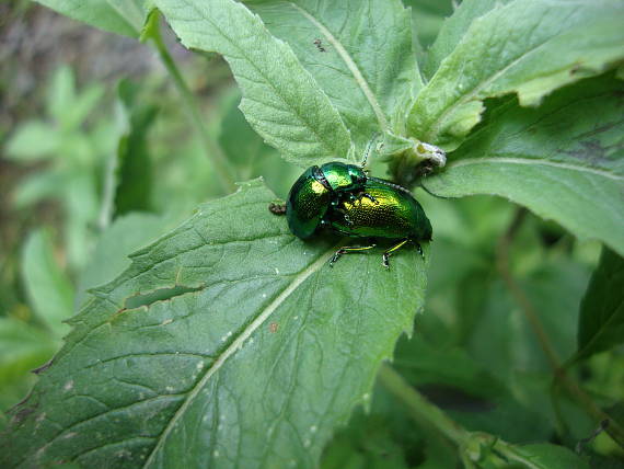 liskavka mätová Chrysolina herbacea