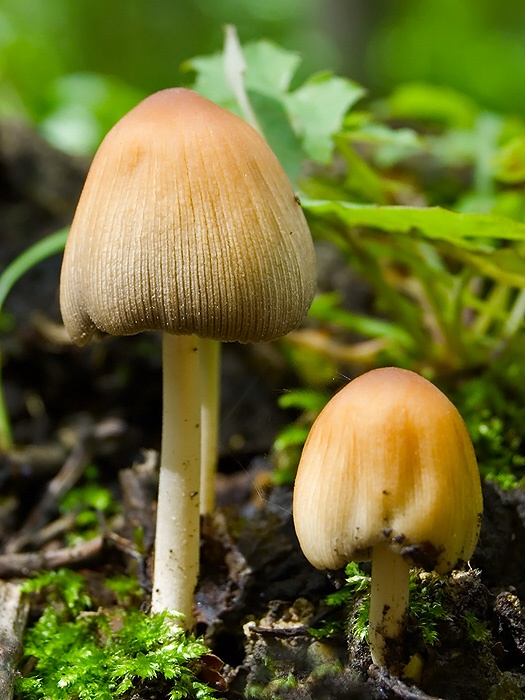 hnojník Coprinus sp.