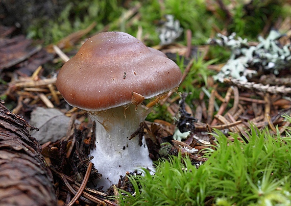 pavučinovec Cortinarius sp.