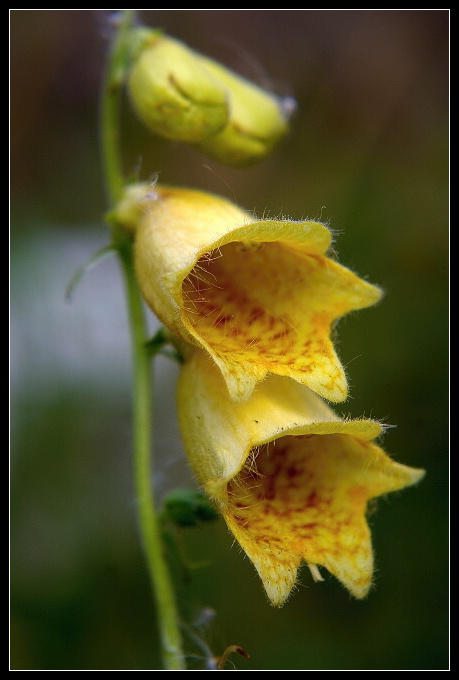 náprstník veľkokvetý Digitalis grandiflora Mill.