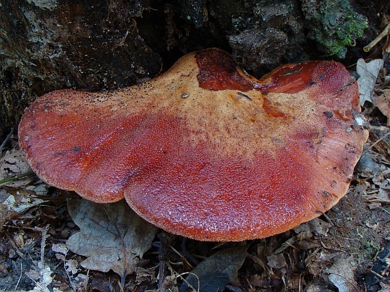 pečeňovec dubový Fistulina hepatica (Schaeff.) With.