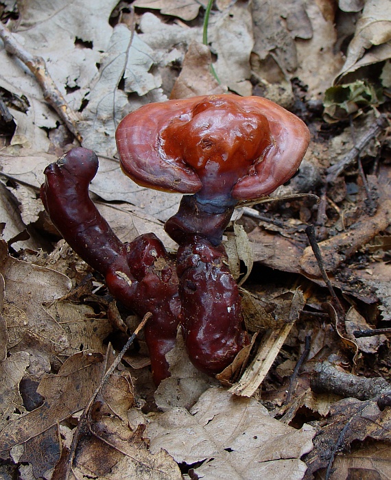 lesklokôrovka obyčajná Ganoderma lucidum (Curtis) P. Karst.