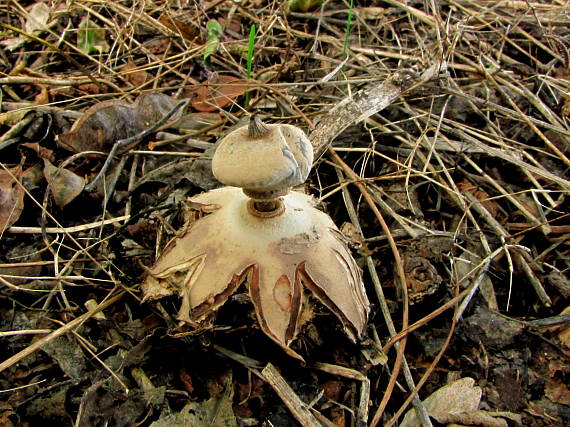 hviezdovka golierikovitá Geastrum striatum DC.