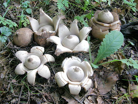 hviezdovka trojitá Geastrum triplex Jungh.