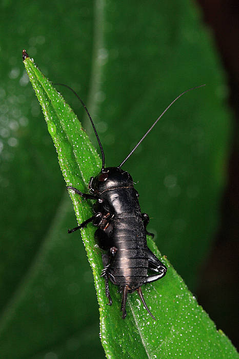 svrček poľný Gryllus campestris