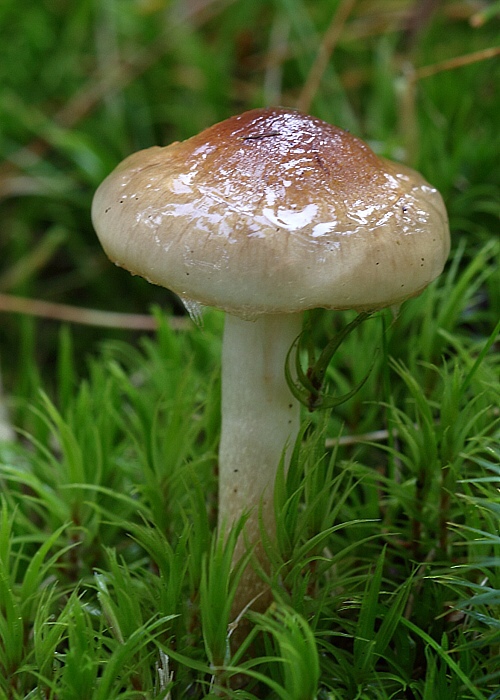 šťavnačka terčovitá Hygrophorus discoideus (Pers.) Fr.