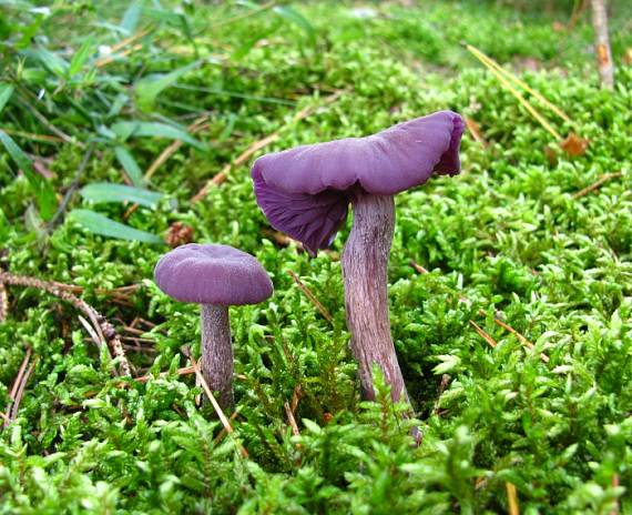 lakovka ametystová Laccaria amethystina (Huds.) Cooke