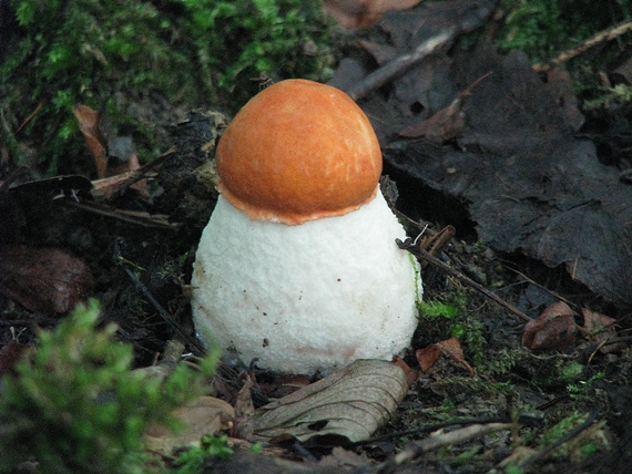 kozák osikový Leccinum albostipitatum den Bakker & Noordel.