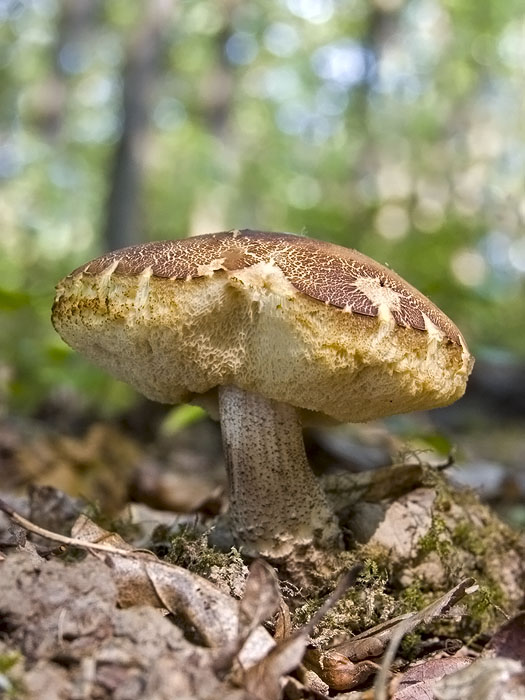 kozák hrabový Leccinum pseudoscabrum (Kallenb.) Šutara