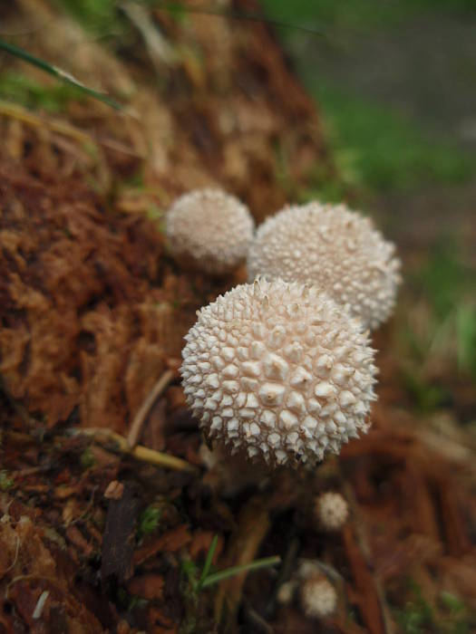 prášnica Lycoperdon sp.