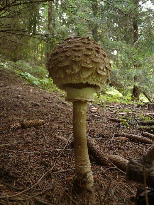 bedľa vysoká Macrolepiota procera (Scop.) Singer