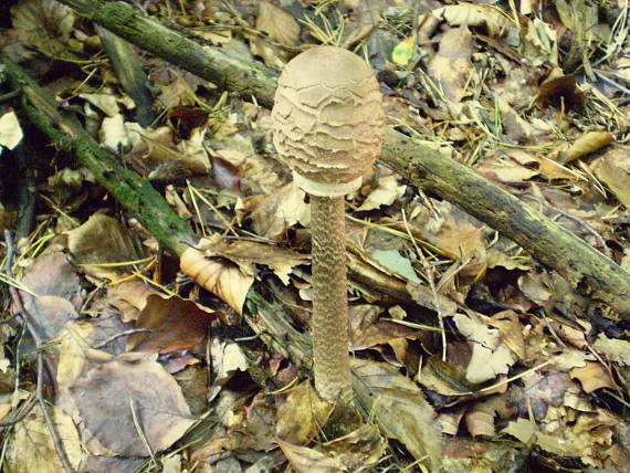 bedľa vysoká Macrolepiota procera (Scop.) Singer