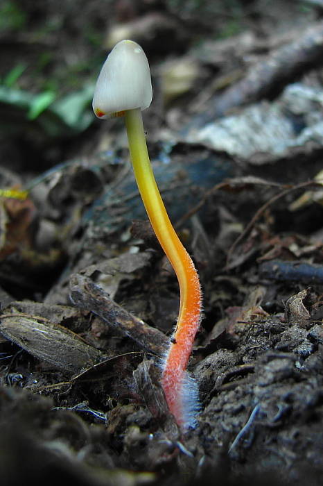 prilbička šafranová Mycena crocata (Schrad.) P. Kumm.