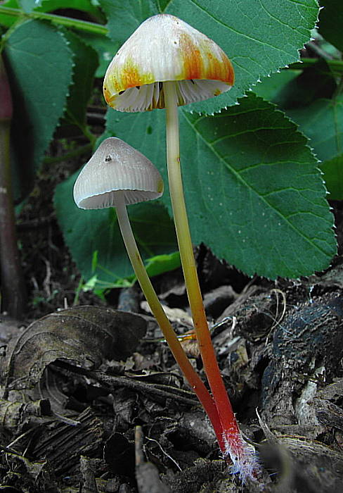 prilbička šafranová Mycena crocata (Schrad.) P. Kumm.