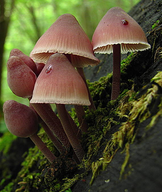 prilbička krvavomliečna    Mycena haematopus (Pers.) P. Kumm.