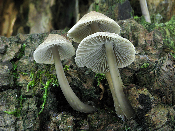 prilbička Mycena sp.