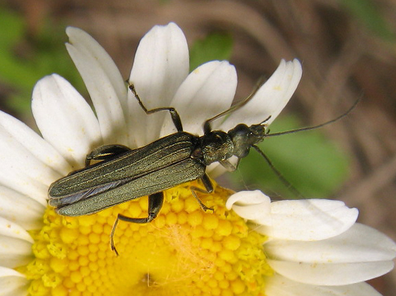 stehenáč zelenavý Oedemera virescens