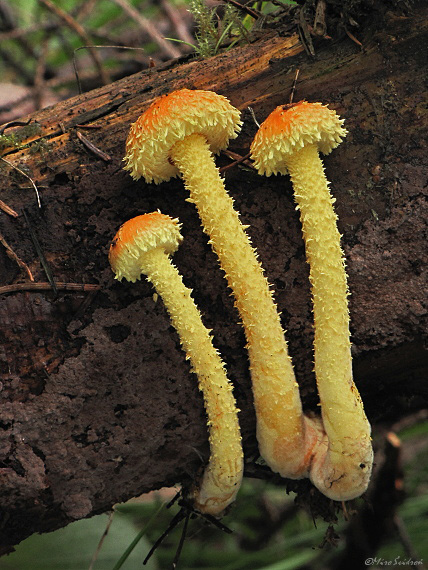 šupinovka ohnivá Pholiota flammans (Batsch) P. Kumm.