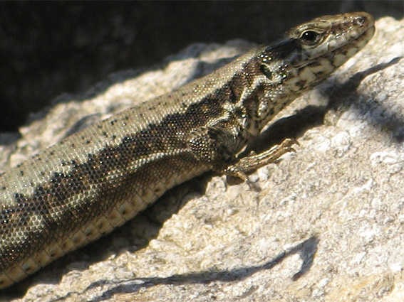 jašterica múrová Podarcis muralis