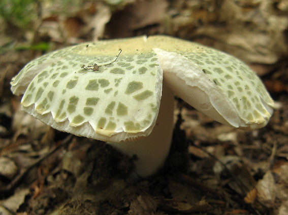 plávka zelenkastá Russula virescens (Schaeff.) Fr.