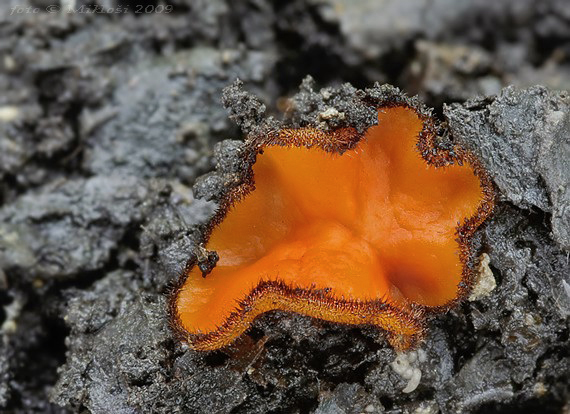 štítovnička obyčajná Scutellinia scutellata (L.) Lambotte