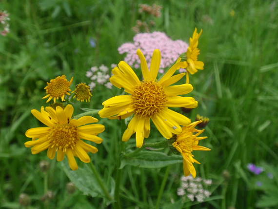 starček subalpínsky Senecio subalpinus W. D. J. Koch