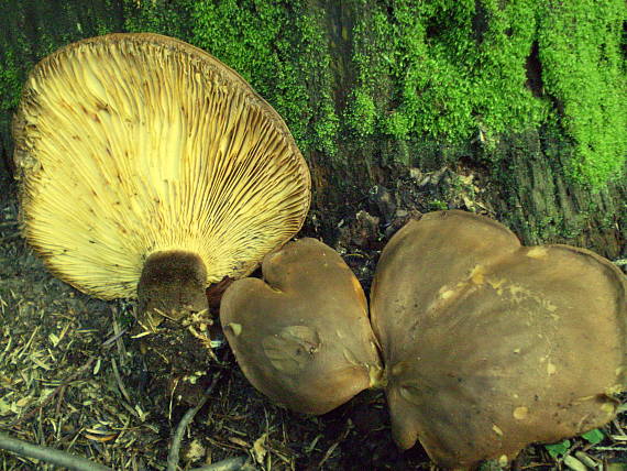 čechračka tmavohlúbiková Tapinella atrotomentosa (Batsch) Šutara