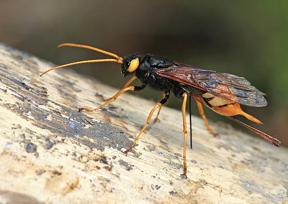 pílovka veľká Urocerus gigas