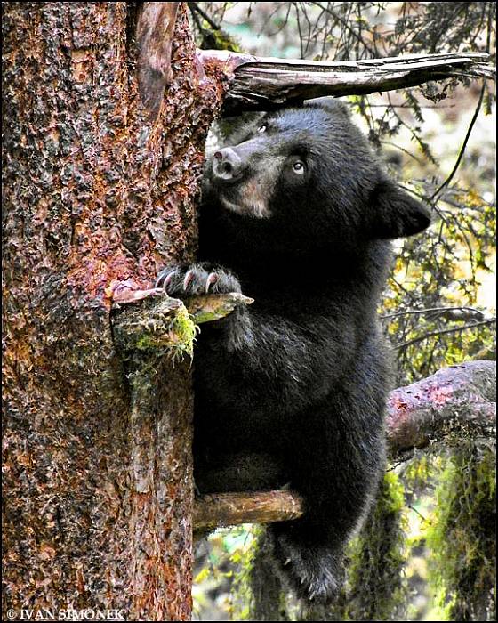 dAL UZ ASI NEVYLEZU. Ursus americanus