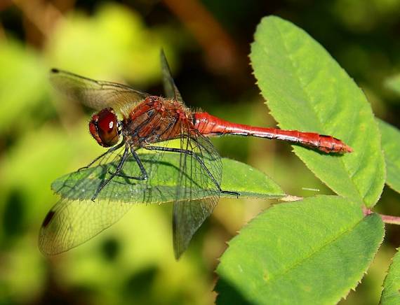 sympetrum sp.