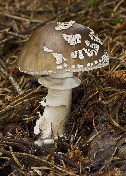 muchotrávka hrubá Amanita excelsa (Fr.) Bertill.