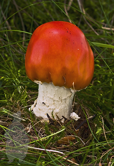 muchotrávka červená holá Amanita muscaria var. aureola (Kalchbr.) Quél.