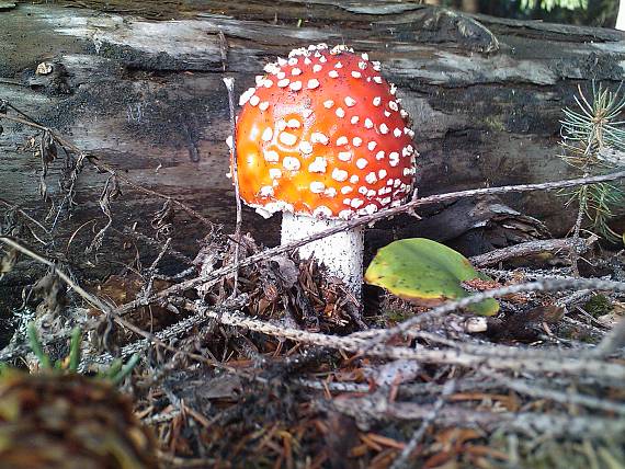 muchotrávka červená Amanita muscaria (L.) Lam.