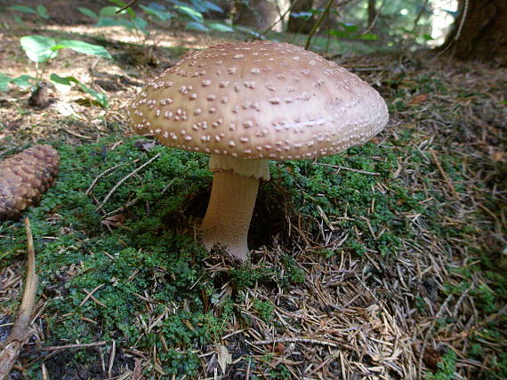 muchotrávka červenkastá Amanita rubescens Pers.