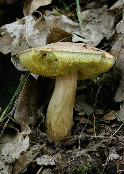 suchohríb moravský Aureoboletus moravicus (Václ. Vacek) Klofac